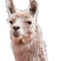 lama8.png