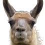 lama19.png